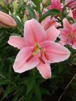 [4221 Orsago No02.JPG]